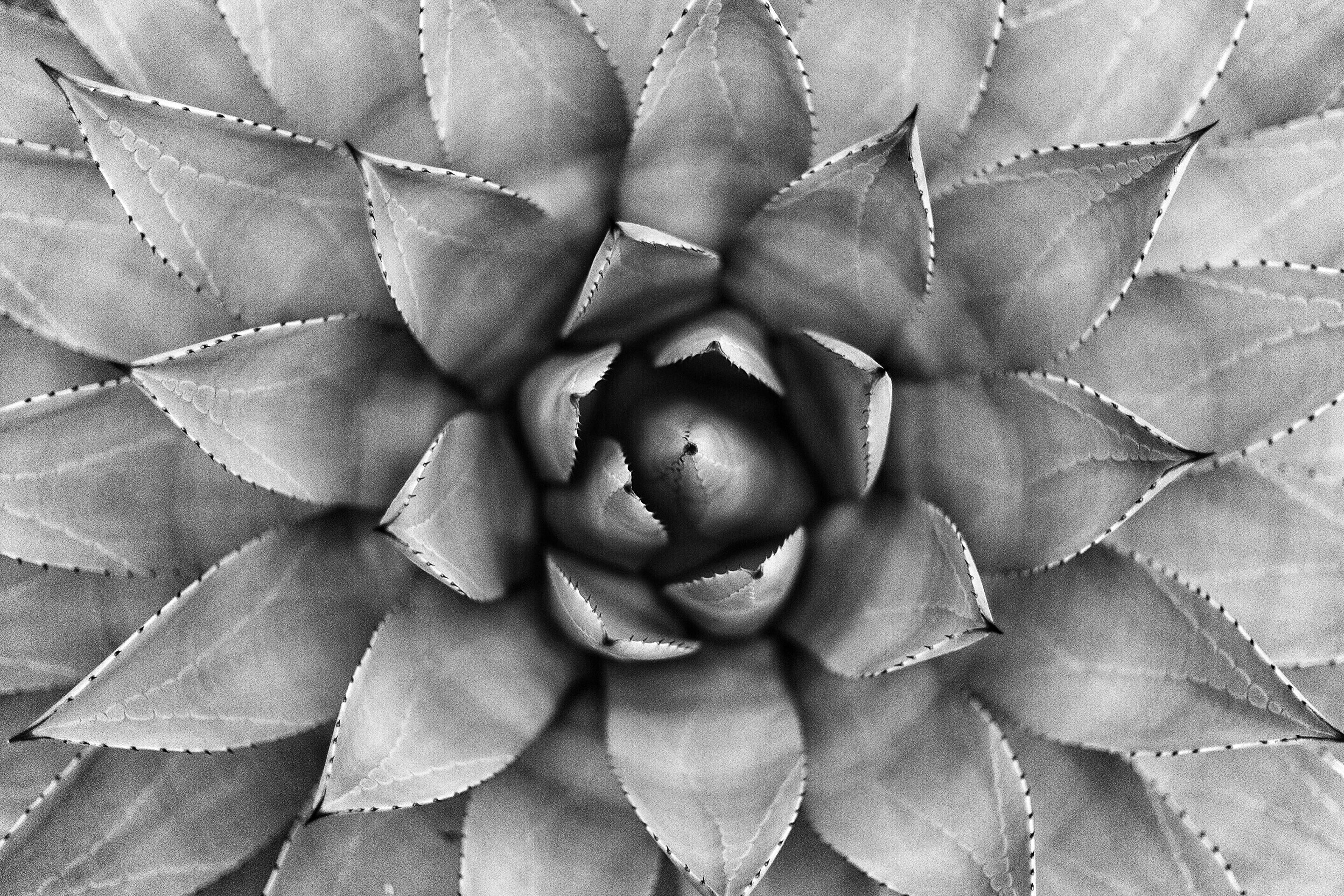 Black and white close-up photo of a symmetrical succulent plant, highlighting its intricate leaf pattern.