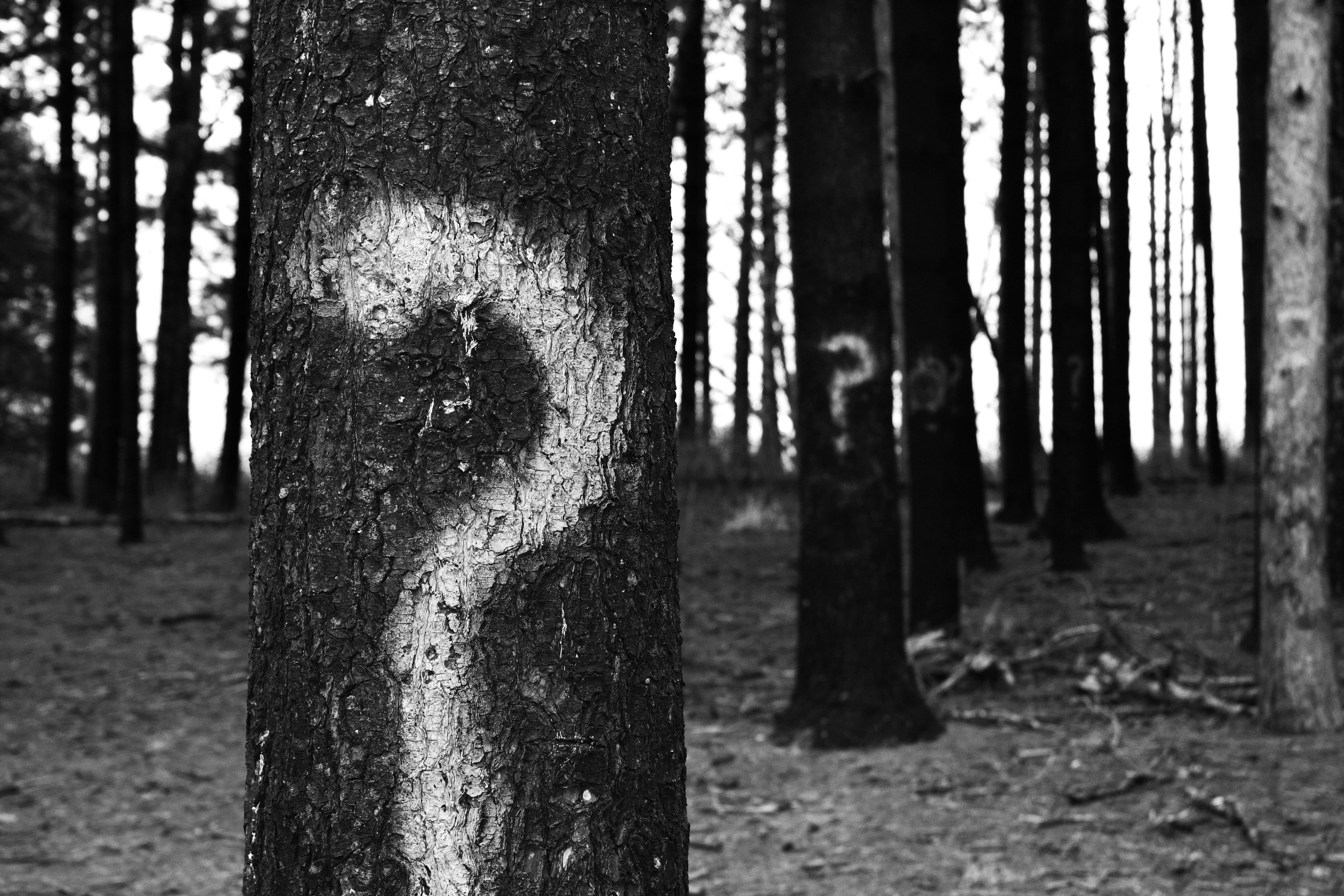 Black and white photo of trees in a forest with question marks painted on their trunks.
